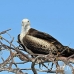 frigatebird_magnificent_nsey_h_0230_ecu0432.jpg